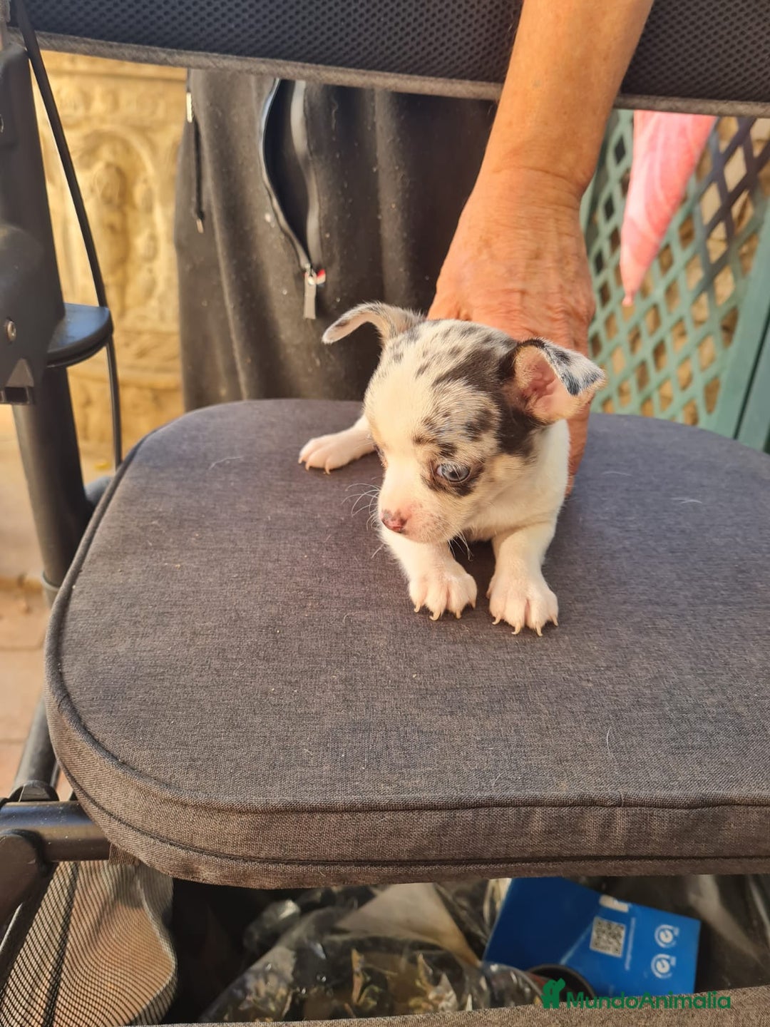 Chihuahua perros en venta: Chihuahua toy - Anuncio 6