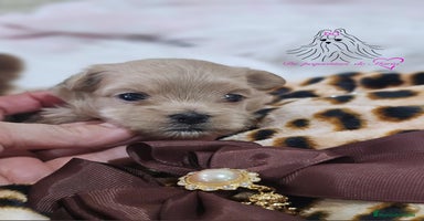 Maltipoo perros - Anuncio 2