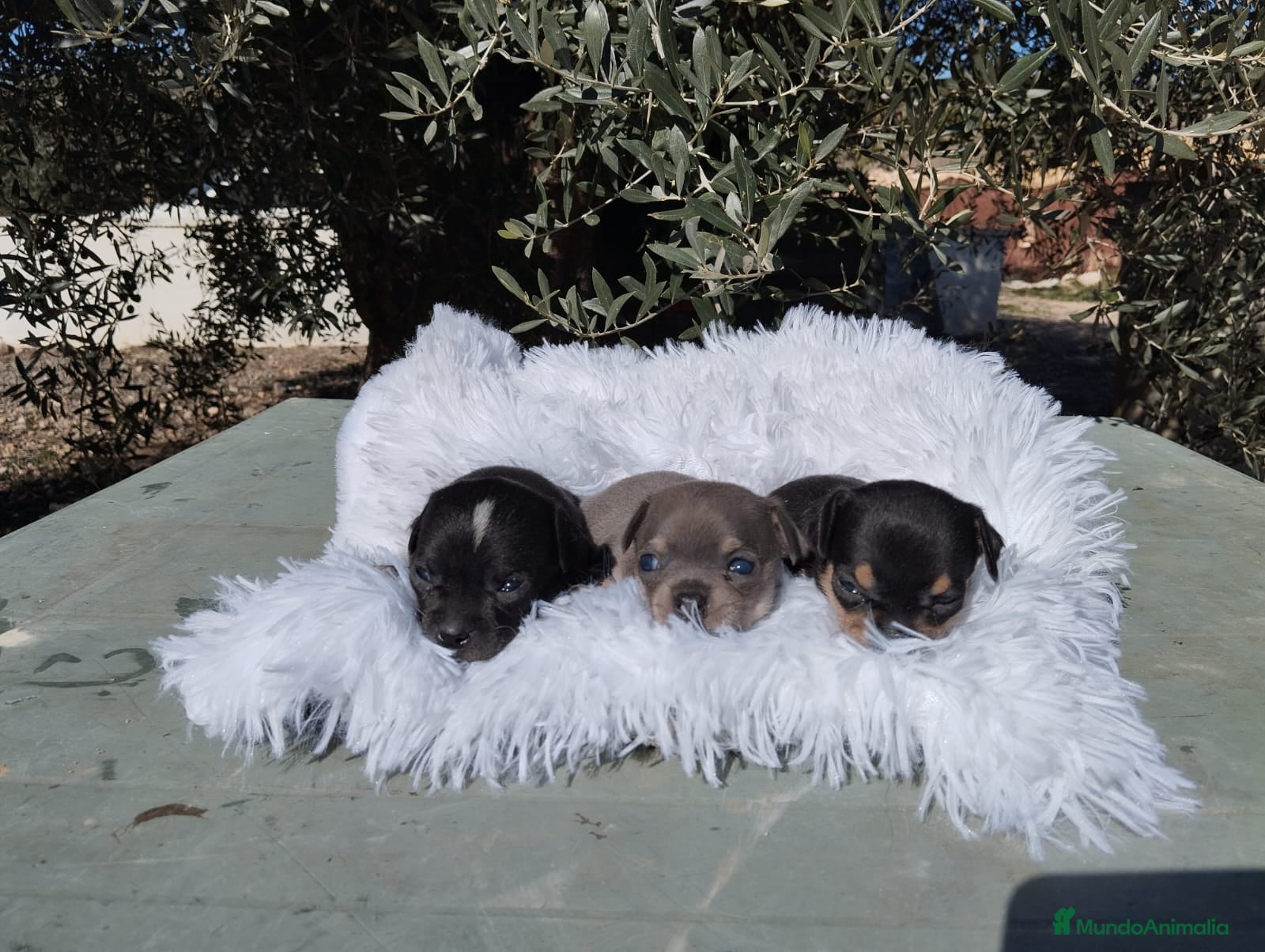 Chihuahua perros Chihuahua mini Toy color exotico - Anuncio 3