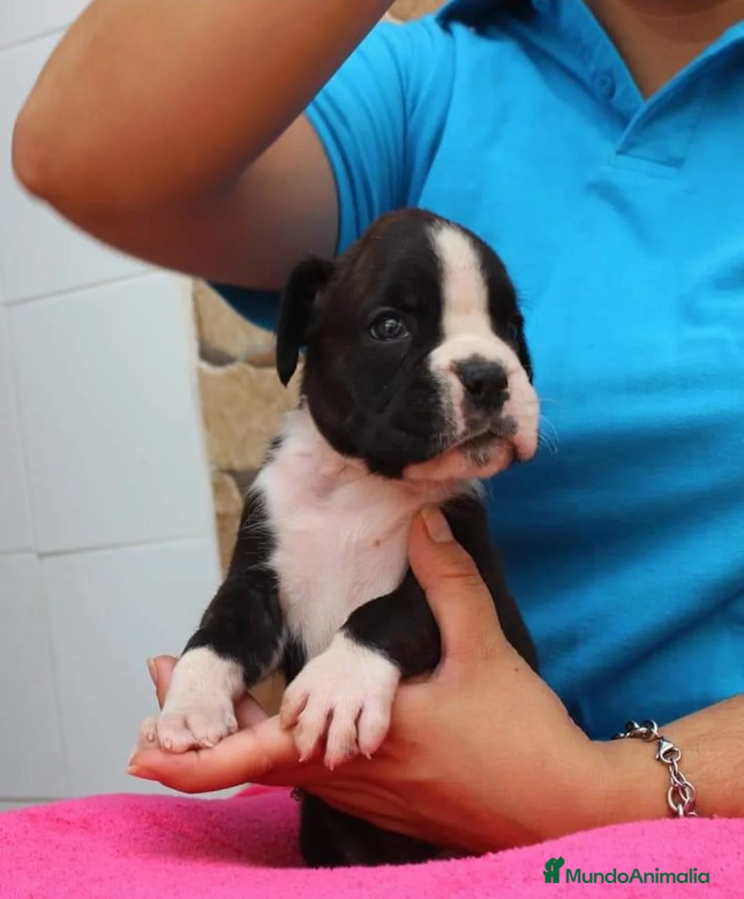 Boxer perros en venta: Cachorros boxer - Anuncio 5