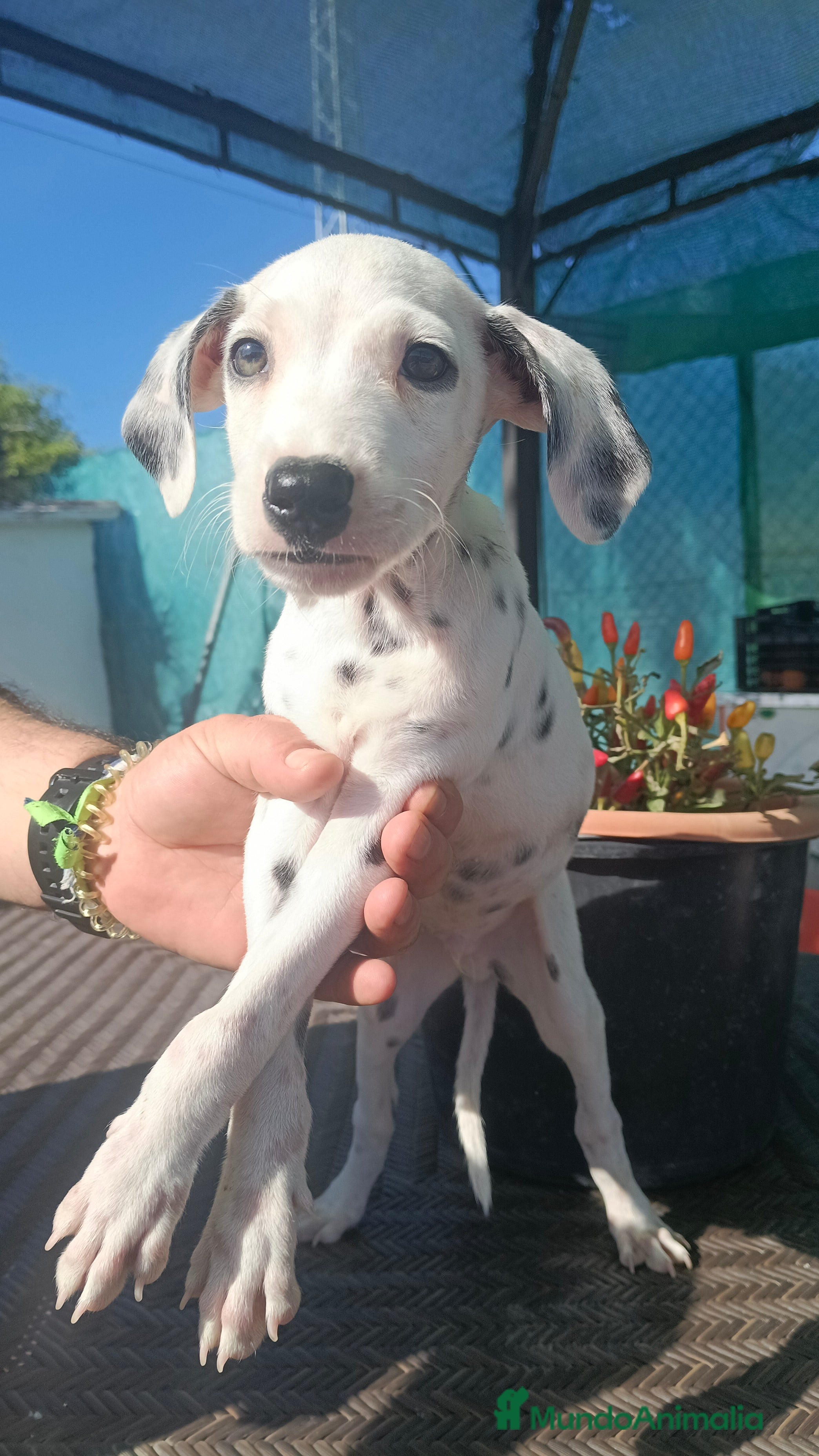 Dálmata perros Dalmata  - Anuncio 2