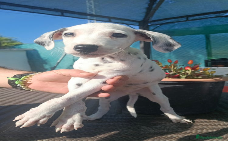 Dálmata perros Dalmata  - Anuncio 1