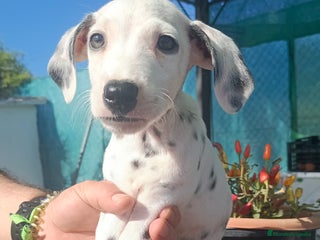 Dálmata perros Dalmata - Anuncio 1