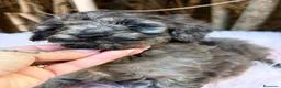 Caniche Mediano perros en venta: Hembra caniche mediano merle  - Anuncio 7