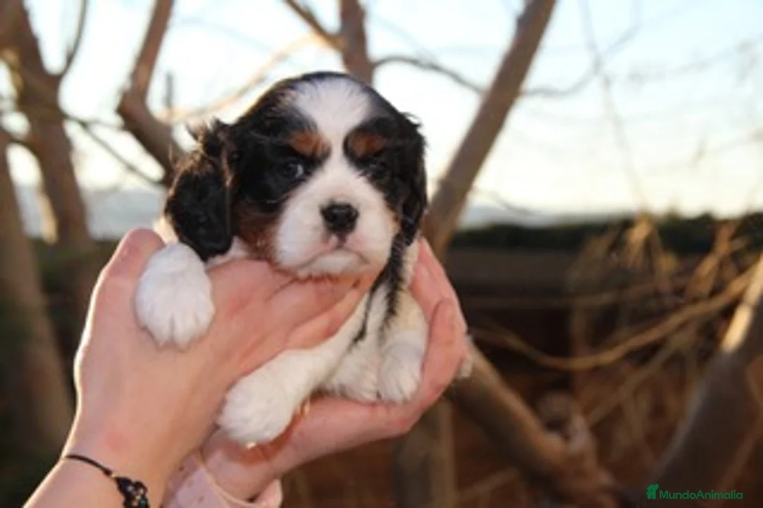 Cavalier King Charles Spaniel perros en venta: Preciosa camada de Cavallier en Madrid - Anuncio 8