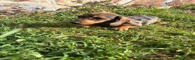 Teckel Miniatura Cachorro 2
