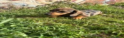Teckel Miniatura perros en venta: Teckel miniatura  - Anuncio 15