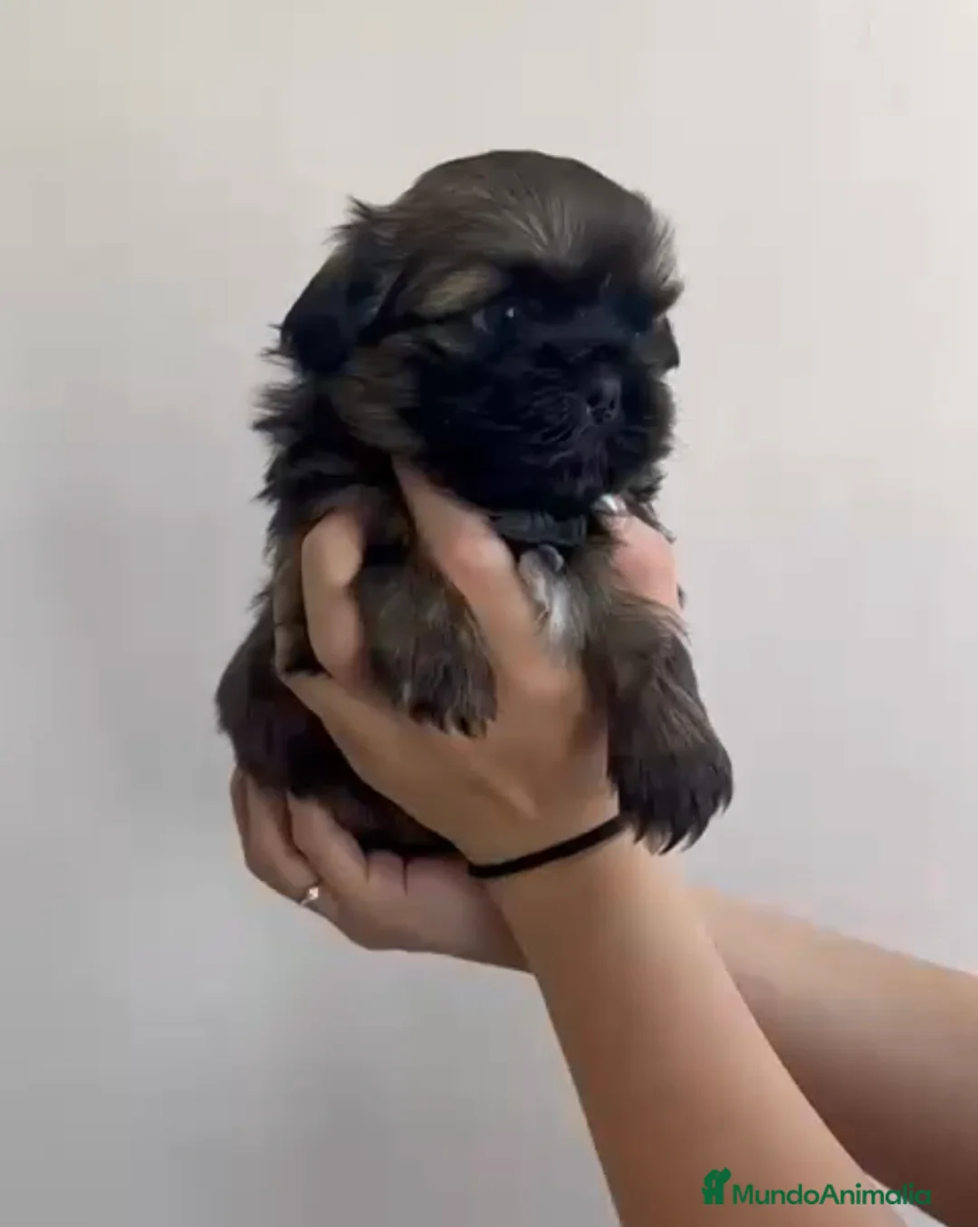 Shih Tzu perros en venta: Machito en venta de shitzu  - Anuncio 2