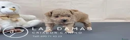 Pomapoo perros en venta: Pomapoo disponibles - Anuncio 6