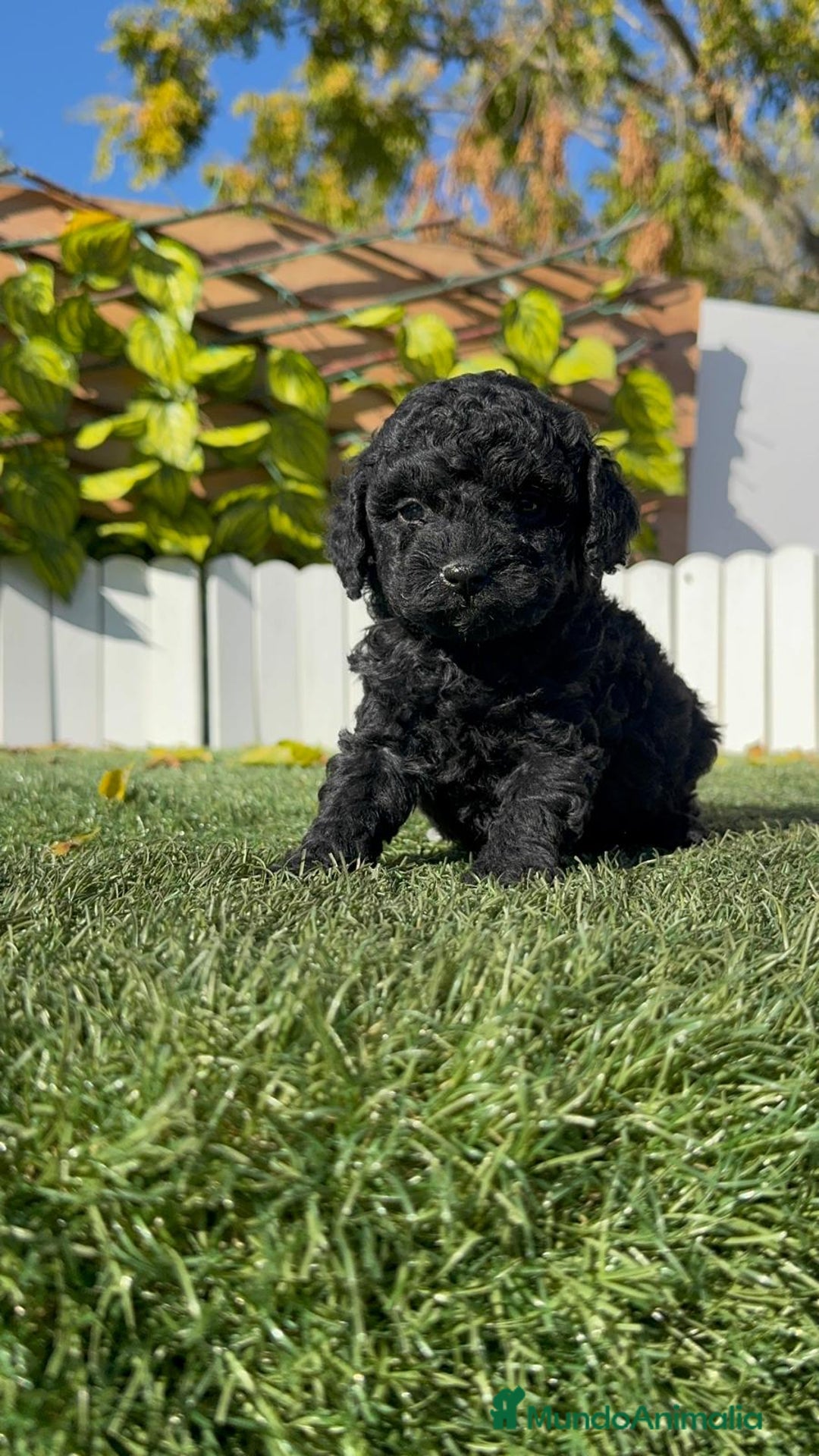 Caniche Toy perros en venta: CANICHE TOY MACHO - Anuncio 9