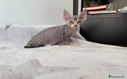 Devon Rex gatos en venta: Excelente camada de Devon rex💙 - Imagen 1