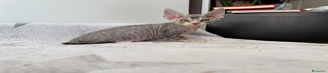 Devon Rex Gatito 1