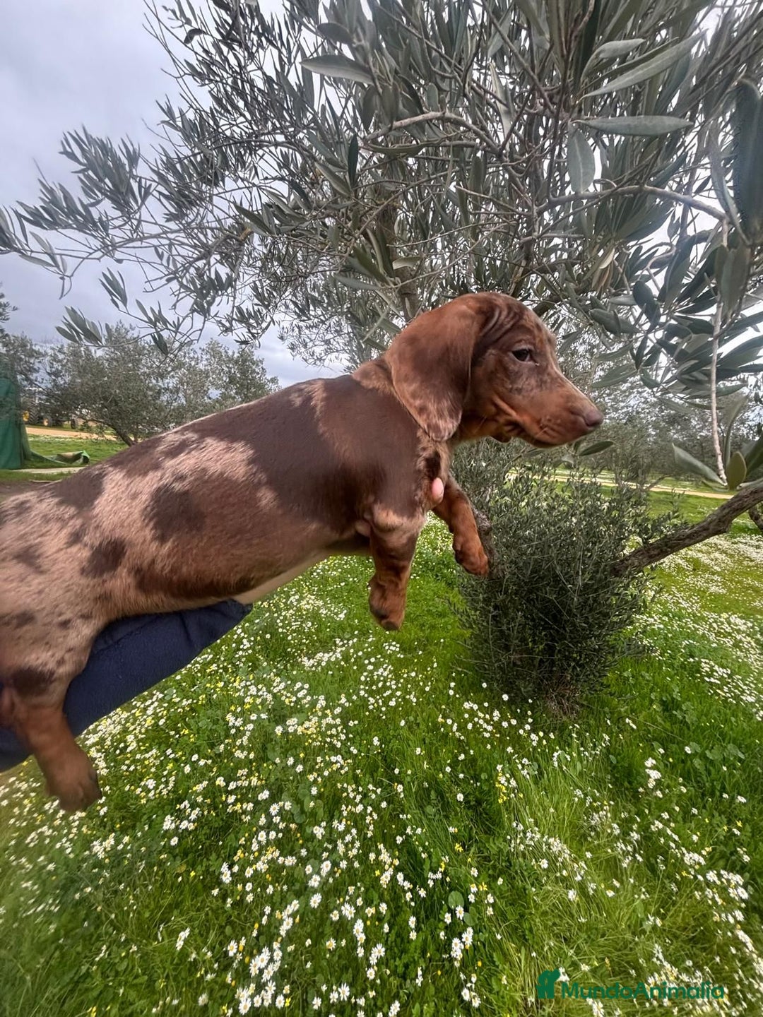 Teckel Miniatura perros en venta: TECKEL MINIATURA ARLEQUIN - Anuncio 4