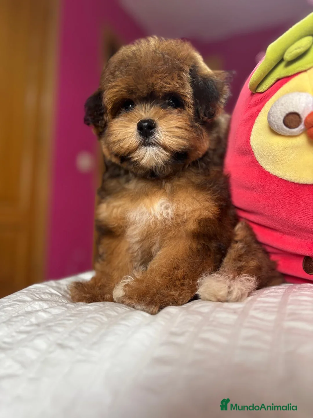 Maltipoo perros en venta: Maltipoo hembra TOY fotos reales y actuales. - Anuncio 4