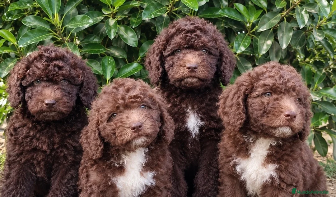 Perro de Agua Español perros en venta: Perro aguas  - Anuncio 1