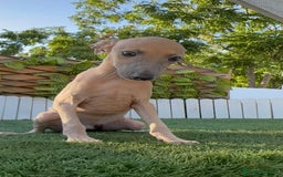 Pequeño Lebrel Italiano perros en venta: PICCOLO ISABELA macho - Imagen 7