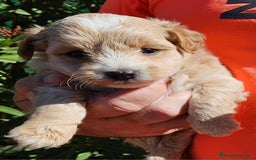 Maltipoo perros en venta: Cachorros Maltipoo machos  - Imagen 2