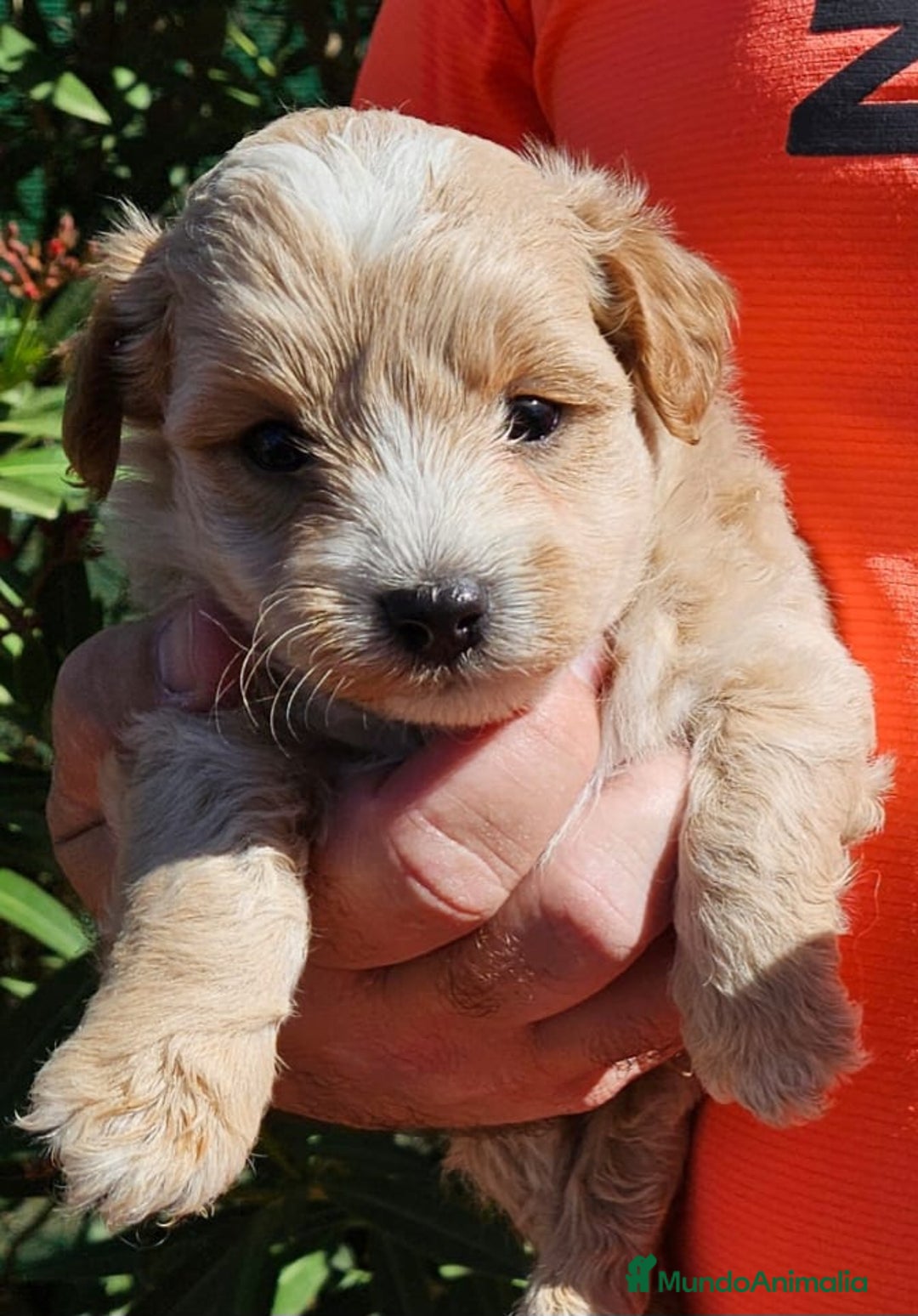 Maltipoo perros en venta: Cachorros Maltipoo machos  - Imagen 2