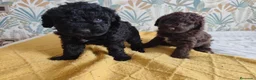 Perro de Agua Español perros en venta: Espectacular PDA - Anuncio 2