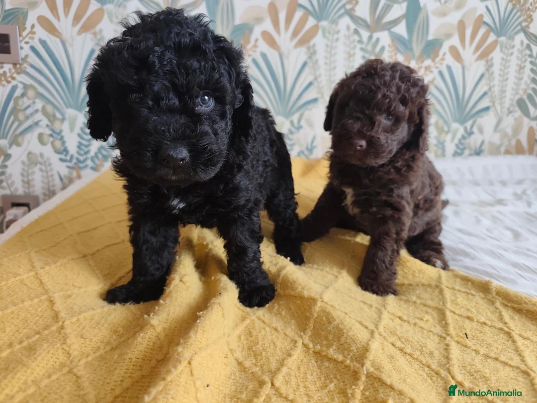 Perro de Agua Español perros en venta: Espectacular PDA - Anuncio 2