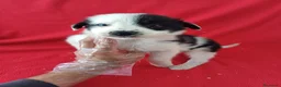 Border Collie perros en venta: Border Collie Blanco y Negro  - Anuncio 1