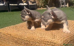 Bulldog Francés perros en venta: BULLDOG FRANCES LILAC AND TAN  - Imagen 6