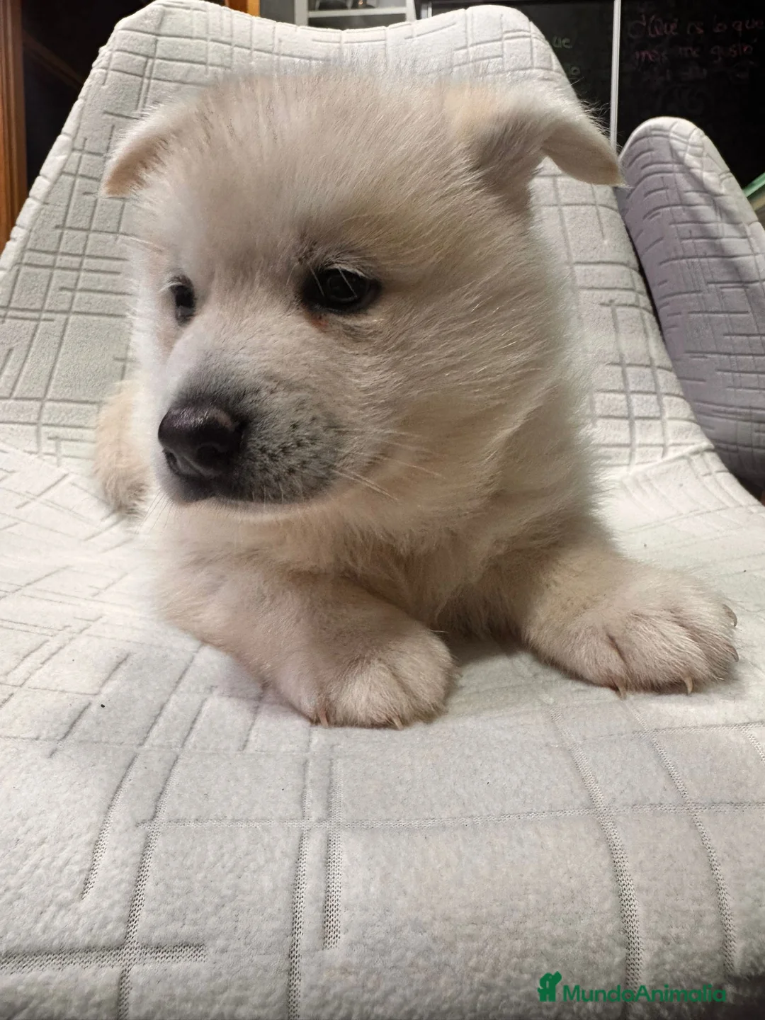 Pomsky perros en venta: Cachorro macho de Pomsky buen precio - Anuncio 12
