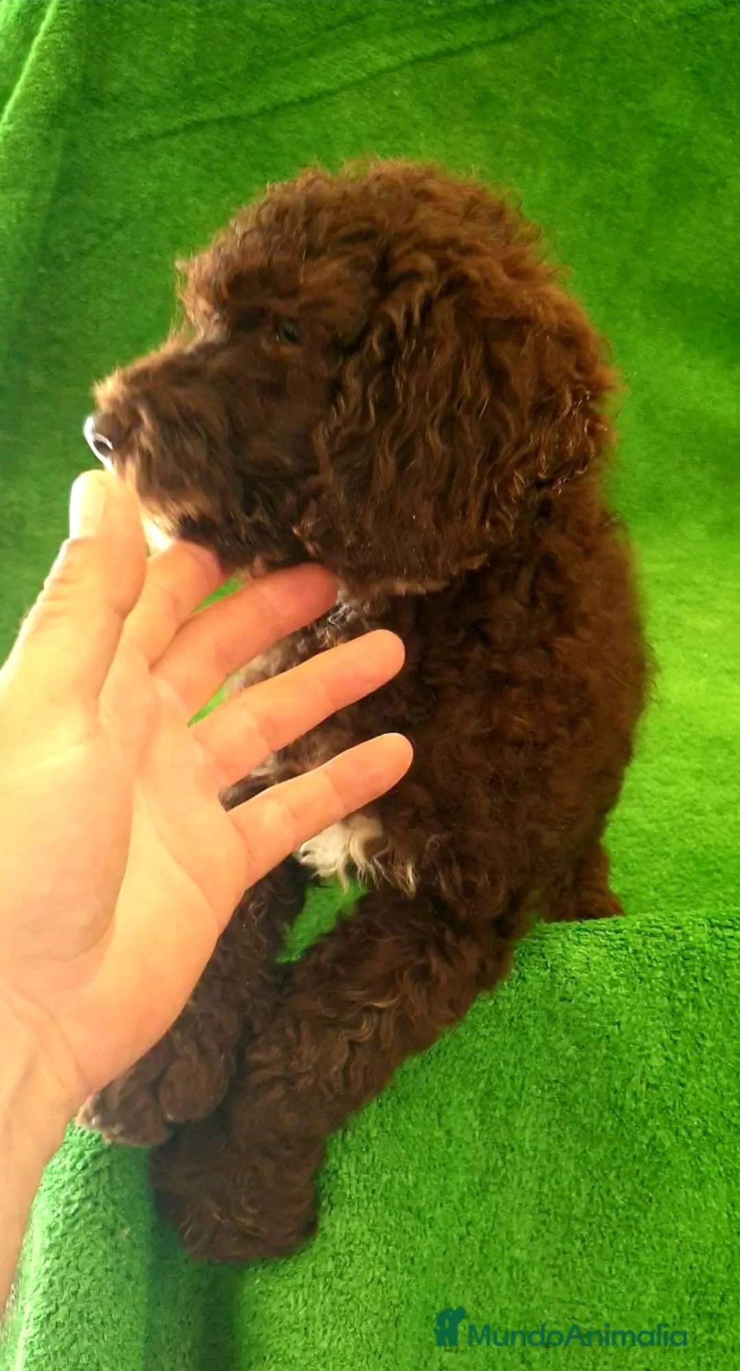 Perro de Agua Español perros en venta: Perro Aguas Español  - Anuncio 2