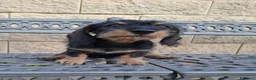 Teckel perros en venta: Teckel Standard Pelo Duro - Anuncio 3