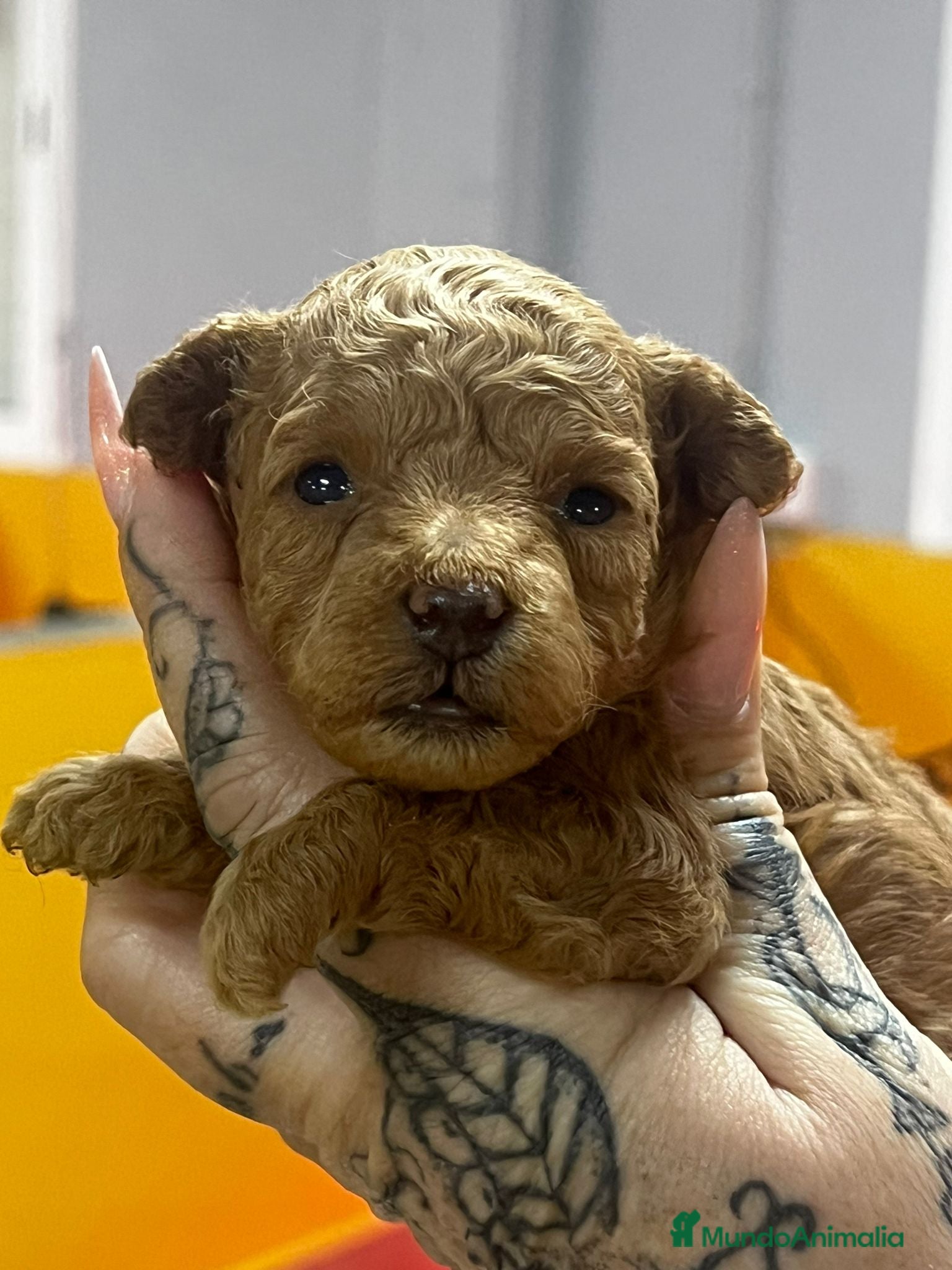 Caniche Toy perros CANICHE TOY MACHOS DISPONIBLES en Barcelona - Anuncio 25