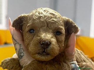 Caniche Toy perros en Barcelona - Anuncio 8