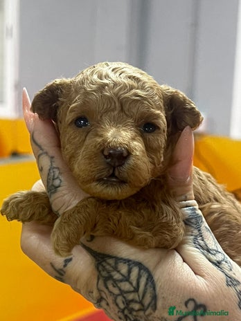 Caniche Toy perros en Barcelona - Anuncio 13