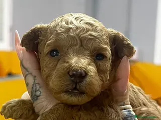 Caniche Toy perros CANICHE TOY MACHOS DISPONIBLES en Barcelona - Anuncio 17