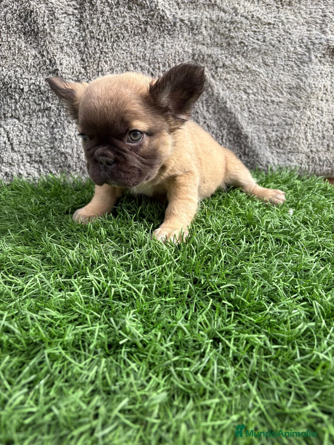 Bulldog Francés perros en venta: Cachorros Bulldog Frances Fluffy macho y hembra - Anuncio 2