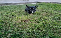 Chihuahua perros en venta: Chihuahua - Imagen 2