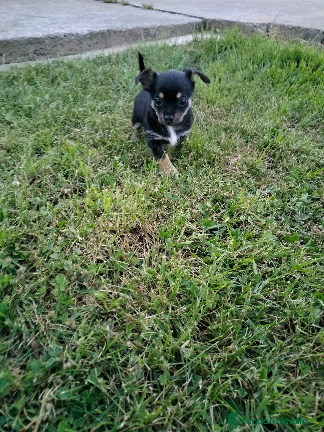 Chihuahua perros en venta: Chihuahua - Imagen 2