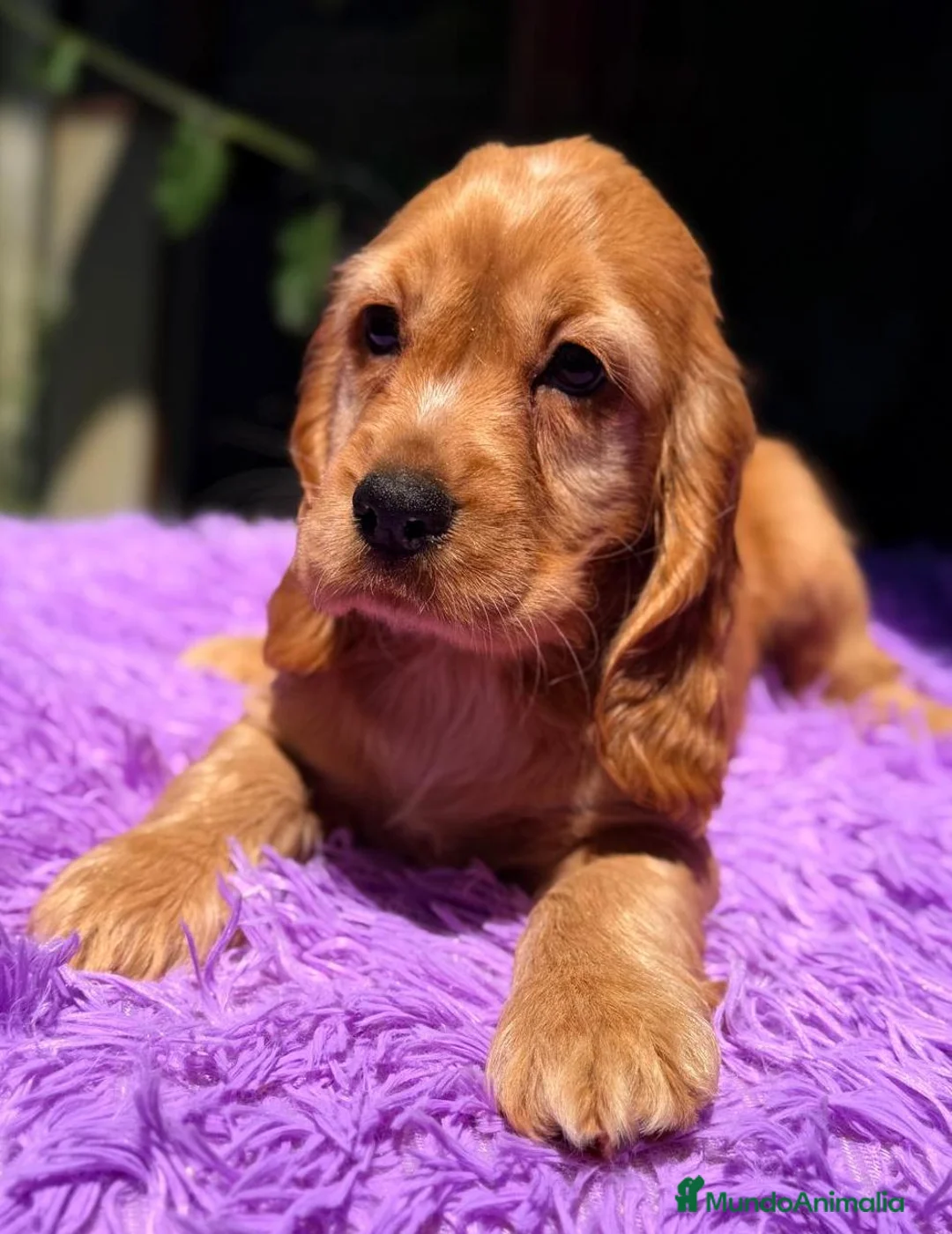 Cocker Spaniel Inglés perros en venta: COCKER SPANIEL INGLÉS DORADO - Anuncio 1
