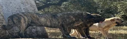 Mastín Español perros en venta: Semental Mastín Español  - Anuncio 2