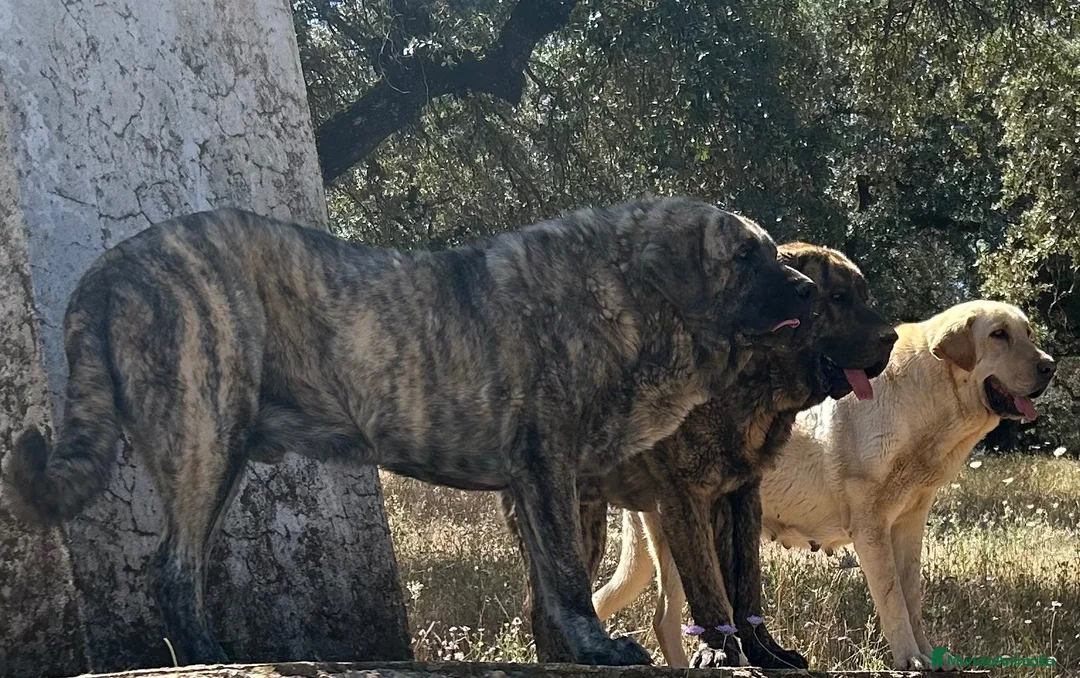 Mastín Español perros en venta: Semental Mastín Español  - Anuncio 2