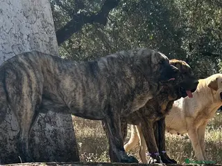 Mastín Español perros Semental Mastín Español - Anuncio 2