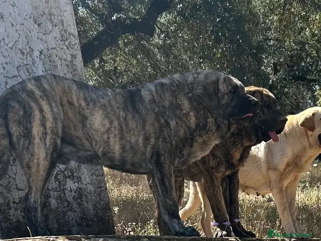 Mastín Español perros Semental Mastín Español - Anuncio 2