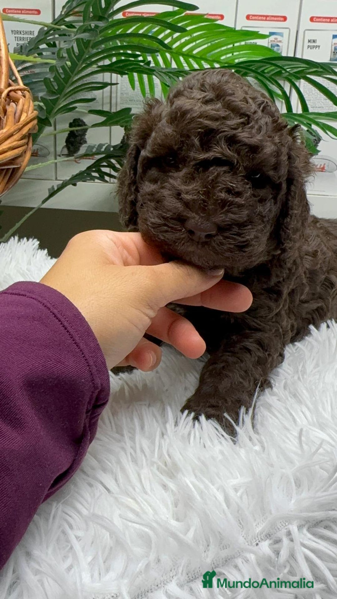 Perro de Agua Español perros en venta: PERRO DE AGUA ESPAÑOL MACHO - Anuncio 17