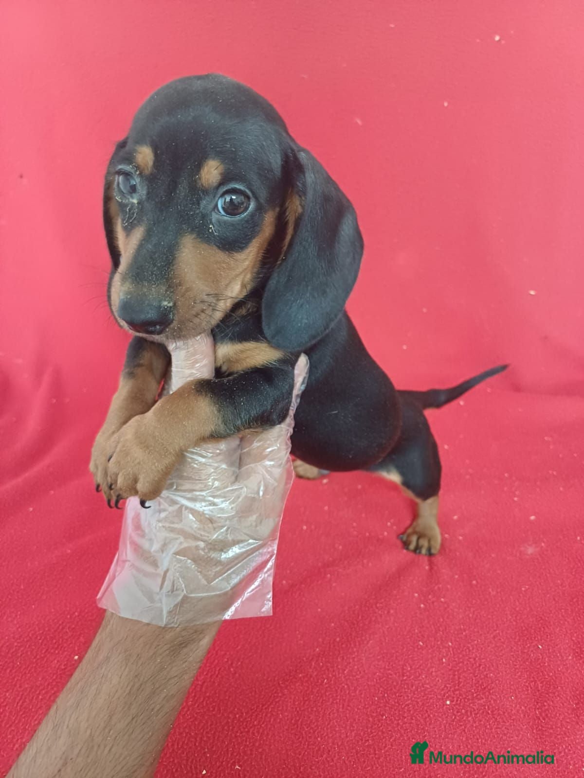 Teckel Miniatura perros Teckel Miniatura  - Anuncio 1