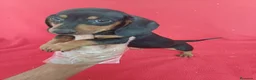 Teckel Miniatura perros en venta: Teckel Miniatura  - Anuncio 1