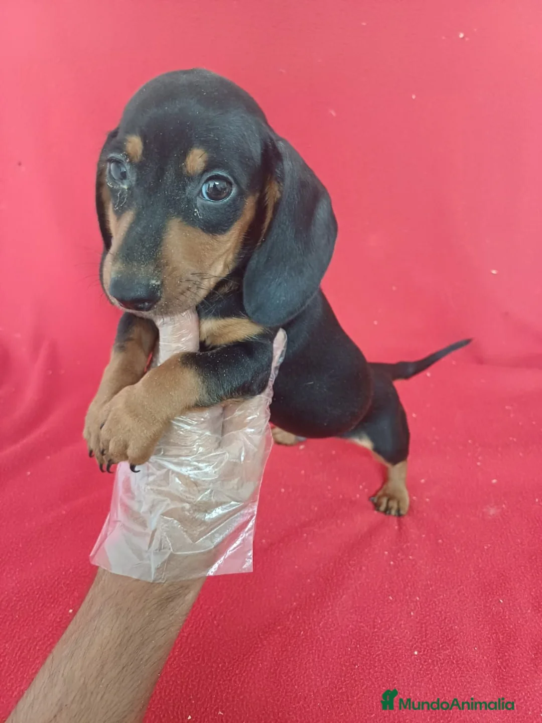 Teckel Miniatura perros en venta: Teckel Miniatura  - Anuncio 1