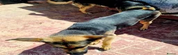 Pastor Alemán perros en venta: Cachorros Pastor alemán🐶🐾 - Anuncio 3