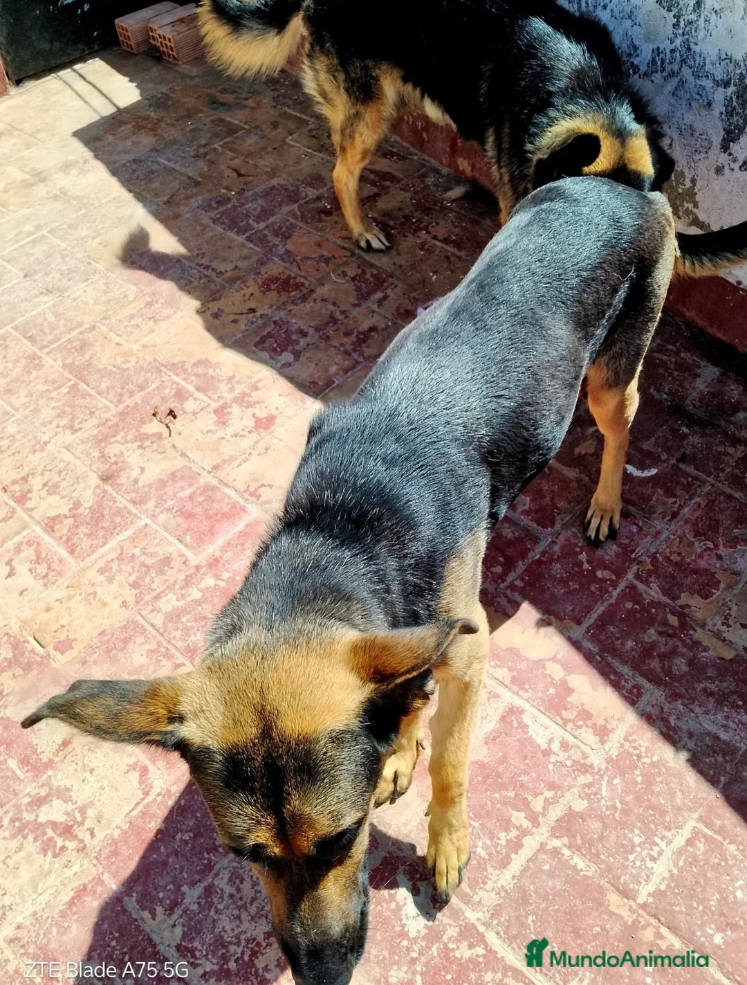 Pastor Alemán perros en venta: Cachorros Pastor alemán🐶🐾 - Anuncio 3