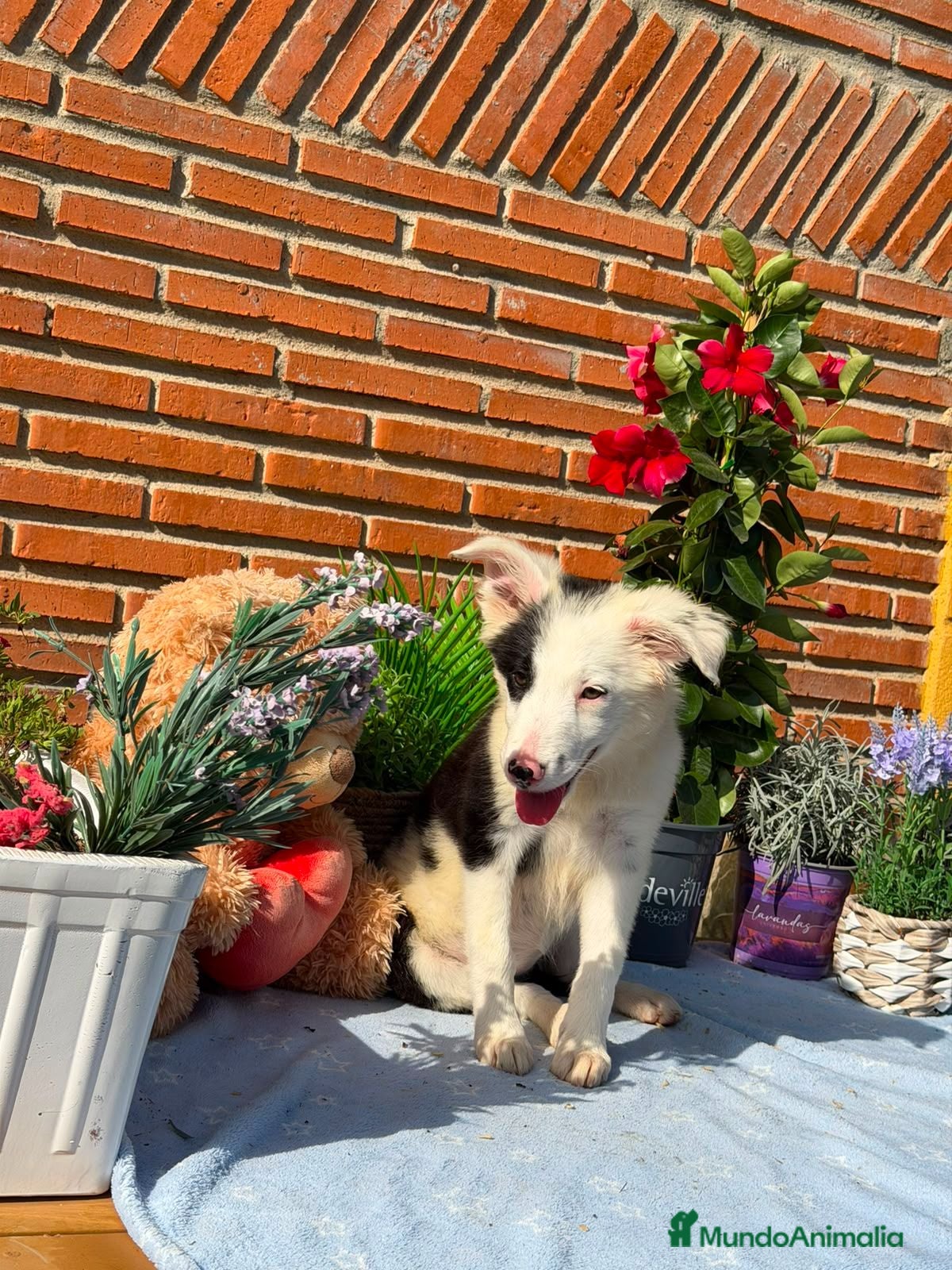 Border Collie perros Última hembra de border collie - Anuncio 2