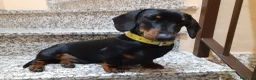 Teckel perros en venta: Preciosidad de Teckel.  en Cáceres - Anuncio 8