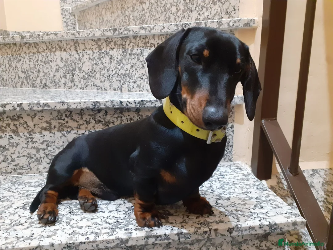 Teckel perros en venta: Preciosidad de Teckel.  en Cáceres - Anuncio 8